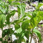 Ageratina altissima Yaprak