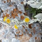 Pentanema verbascifolium Flower