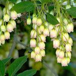 Enkianthus campanulatus 葉