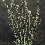 Camelina microcarpa Хабит