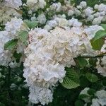 Viburnum plicatumफूल