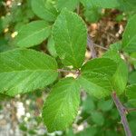 Rubus ulmifoliusΆλλα