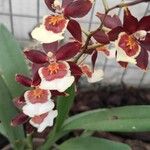 Oncidium crocidipterum Virág