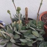 Crassula cotyledonis Leaf