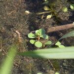 Lythrum portula Leaf