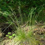Festuca heterophylla Hábito