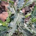 Cirsium arvense Leaf