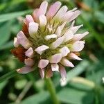 Trifolium fragiferum Цвят