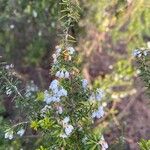 Erica arborea Feuille