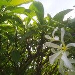 Plumeria obtusa Fleur