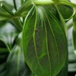 Exacum trinervium Blatt