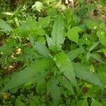 Persicaria hydropiper Folha