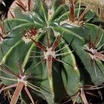 Ferocactus latispinus Облик