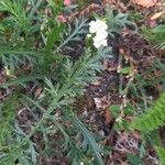 Achillea erba-rotta Frunză