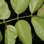 Bursera simaruba Leaf