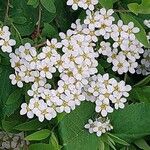 Spiraea nipponica Fleur