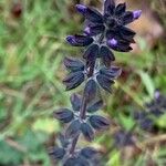 Salvia verbenaca Blüte