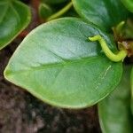 Peperomia glabella Ліст