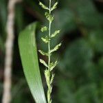 Setaria barbata Habitatea