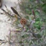 Porophyllum ruderale Λουλούδι