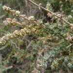 Atriplex glauca Blad