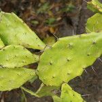 Cylindropuntia imbricata Leaf