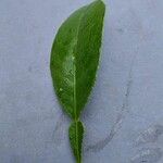 Citrus hystrix Blatt