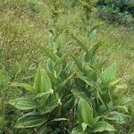 Veratrum lobelianum पत्ता