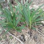 Grammatophyllum speciosum Blad