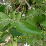 Jasminum fluminense Leaf