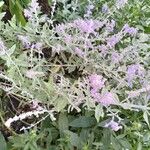 Salvia leucophylla Flower