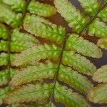 Dryopteris erythrosora 葉