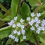 Valeriana woodsiana Květ