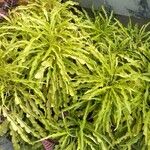 Baccharis trimera Лист