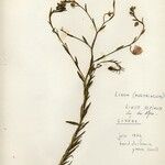 Linum alpinum 花