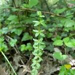 Cruciata glabra Flor