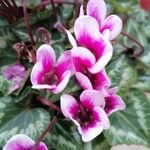 Cyclamen persicum Fleur