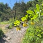 Berberis vulgaris Flor