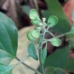 Scutellaria purpurascens Flower