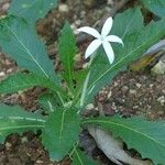 Hippobroma longiflora Агульны выгляд