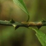 Strychnos aculeata Corteza