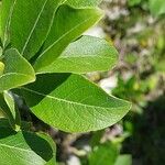 Salix laggeri Feuille