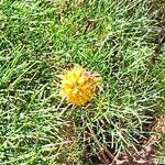 Isopogon