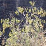 Plocama pendula Habit