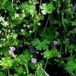 Geranium pusillum Feuille