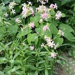 Saponaria officinalis Libunga