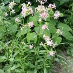 Saponaria officinalis Habitat