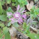 Centaurea nigrescens Fleur