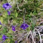 Pinguicula grandiflora Arall