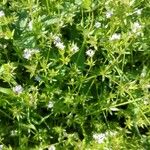 Galium rubioides Кветка